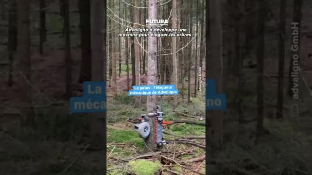 Cet appareil permet d'élaguer les arbres des forêts denses à une vitesse record !