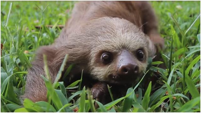 Couple Finds A Lifeless Creature Stranded Into A Rock, And Then They Heard The Most Heartwrecking So