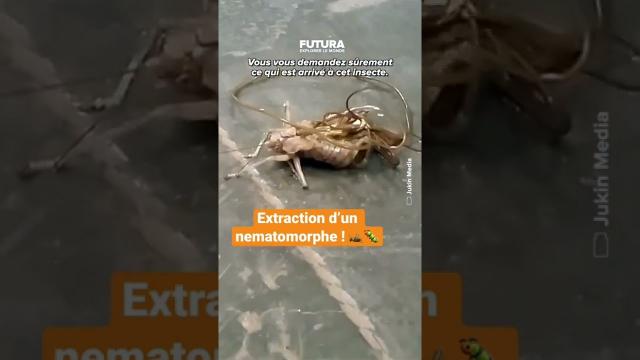 L’extraction d’un nematomorphe (endoparasite) du dos d’une sauterelle ! ????????
