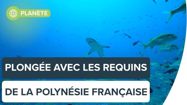 Voyage parmi les requins en Polynésie française, avec Steven Surina | Futura