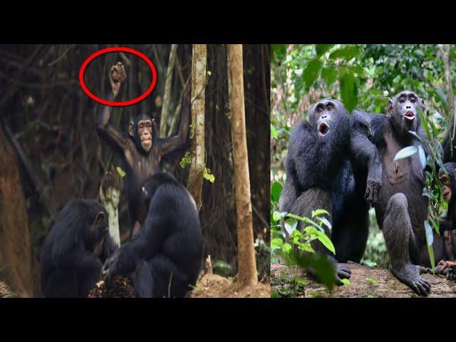 New Strange Discovery Stone throwing chimps
