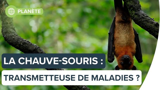 Pourquoi les chauve-souris transmettent-elles autant de virus ? | Futura