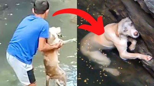 Boy Thinks He Saves Dog, When He Sees What It Is, He Turns Pale