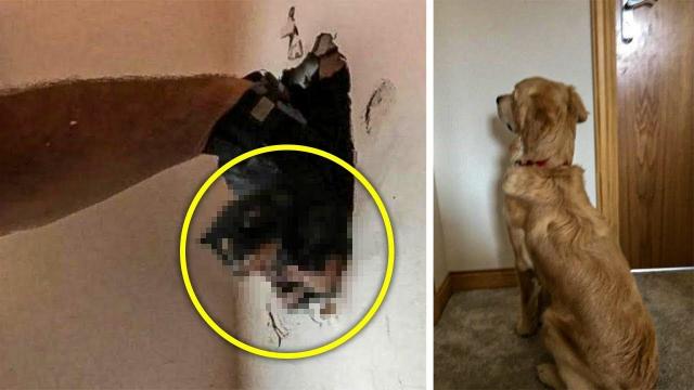 Dog Stares At Wall For Days, So Dad Sets Up a Hidden Camera