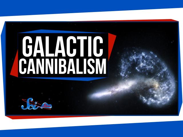 Our Galaxy Is a Cannibal