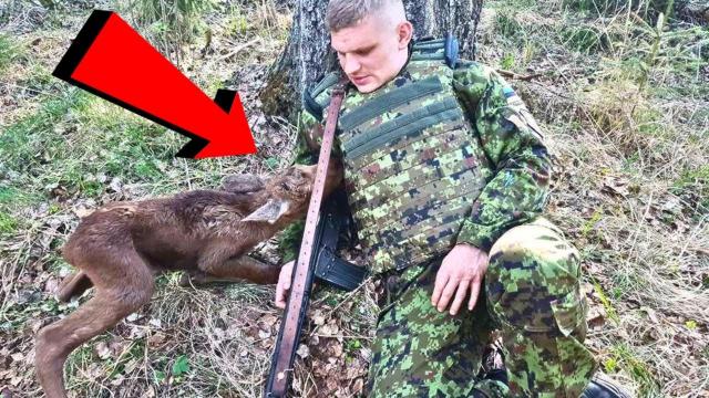 Baby Moose Approaches Soldier In Forest, Then He Realizes He’s Trying To Tell Him Something