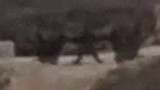 The Best Alien Sighting Ever Caught On Camera | Real Alien sightings | Secret Alien Video Clips