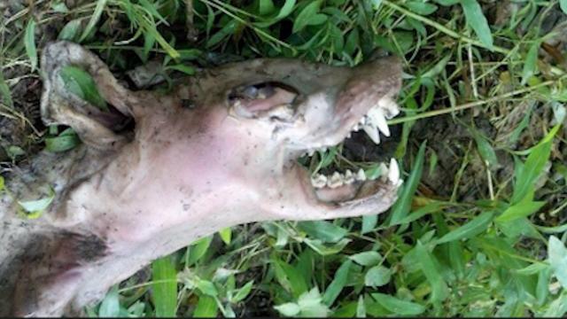 WARNING [Graphic Content] Chupacabra Body Found!!?? UFO Sightings 2015
