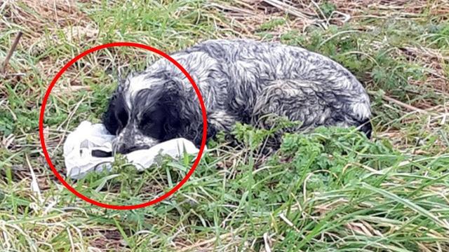 Viral Photos Capture Dog’s Emotional Moment On Side Of Road