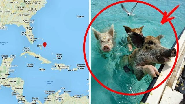 Pirates Brought pigs to an Uninhabited Island and Left , After Many centuries People Discovered This