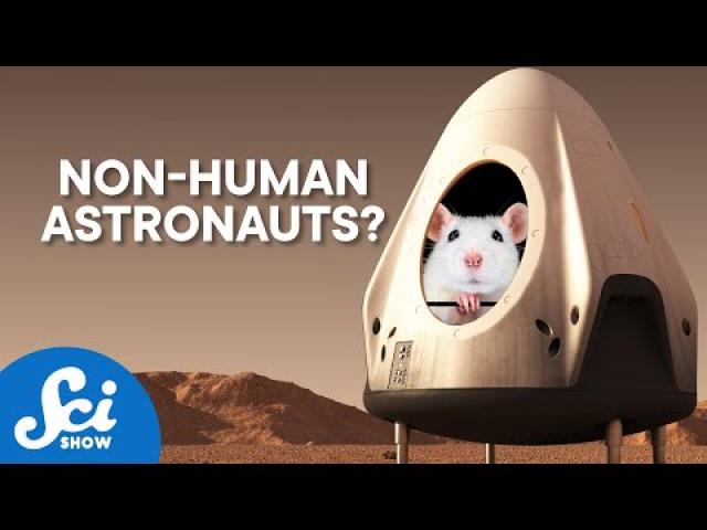 Animal Astronauts | Compilation