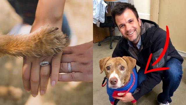 This 9 Year Old Dog Was Diagnosed With Cancer  But Then A Mystery Man Entered His Life