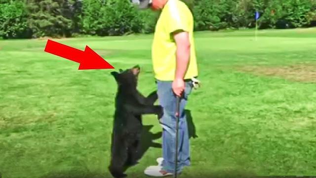 Bear Asks Golfer For Help - When He Find Out Why - He Moved In Tears