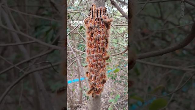 Cette colonie de chenilles Eutricha Capensis réagissent au son de la voix !