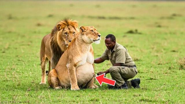 Tour Guide Risked His Life To Help Lioness Give Birth, He Wasn't Ready For What Happened Next