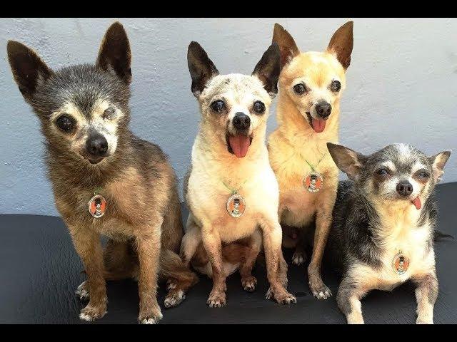 A Woman Took In These Geriatric Chihuahuas  Then They Adopted An Adorable Misfit Of Their Own