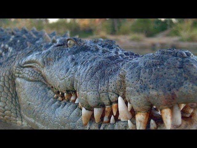 4,500 Pound Crocodile Found Roaming The Streets Of Houston, Texas
