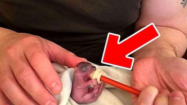 This Tiny Baby Animal Experienced The Most Stranger Life Compared to Her Consorts