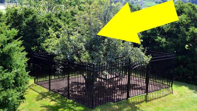 They Built A Fence Around This Tree Decades Ago, And Touching It Will Land You In A World Of Trouble