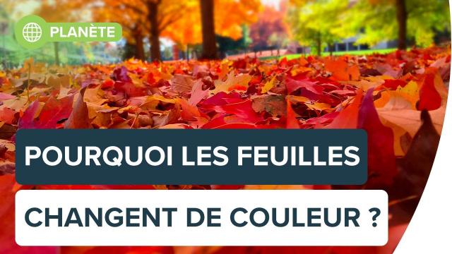 Automne : pourquoi les arbres perdent-ils leurs feuilles ? | Futura