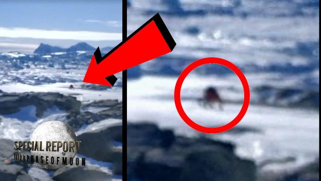 WHOA! Mysterious Giant Spider Like Creature Found In Antarctica? WHAT THE HECK? 2021