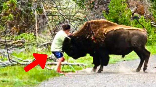 Bison Tries To Get Attention From Jogger - When She Realizes Why, She Decides To Follow Him