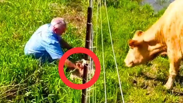 Farmer Stunned as Cow’s Odd Behavior Leads to Astonishing Discovery
