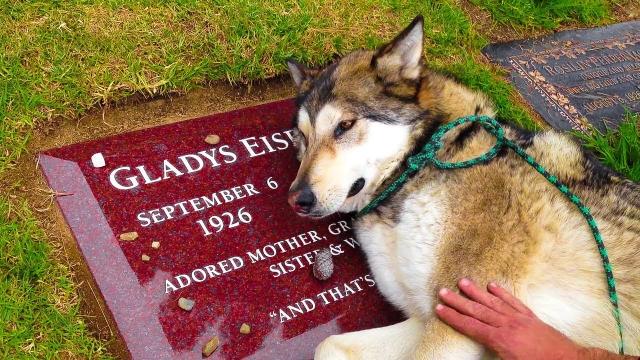 Dog was all the time at his owner's grave, until one day they found out why