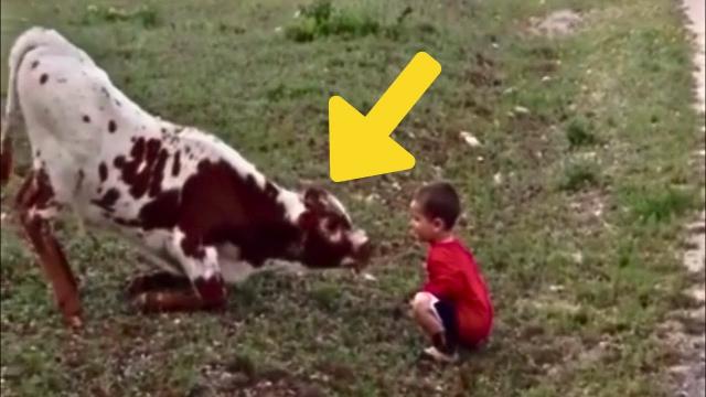 Baby Cow Meets Human Toddler for the First Time - This One Will Melt Your Heart