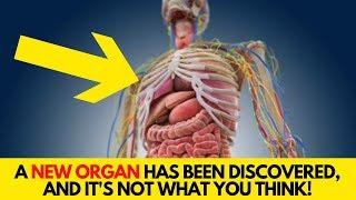 A New Organ Has Been Discovered, And It's NOT What You Think!