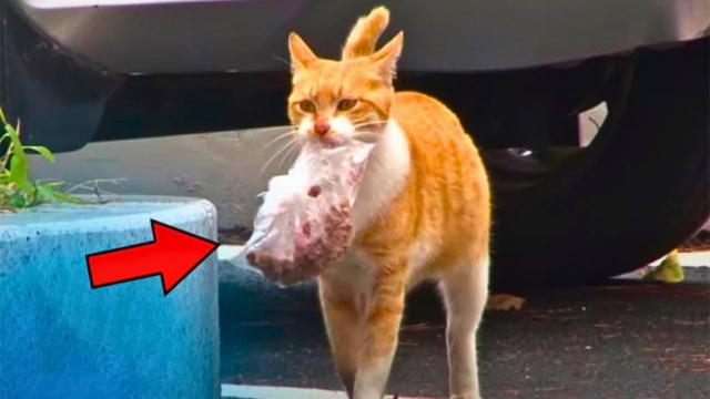 Lost Cat Returns With Bag - Owner Turns Pale When He Realizes What's Inside !