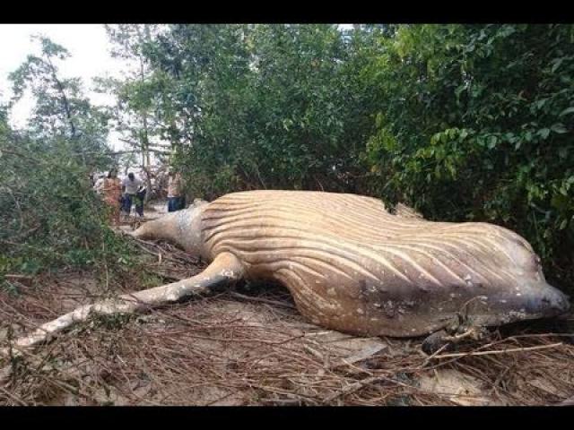 Humpback whale found dead in the Amazon JUNGLE, miles from its natural habitat