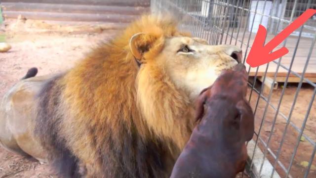 Tiny Dog Thrown Into A Lion’s Cage, Then The Lion Smells Him