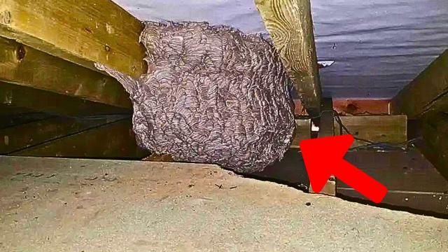 Pest Control Refused to Handle the Oddly Large Hornet’s Nest in Their Attic