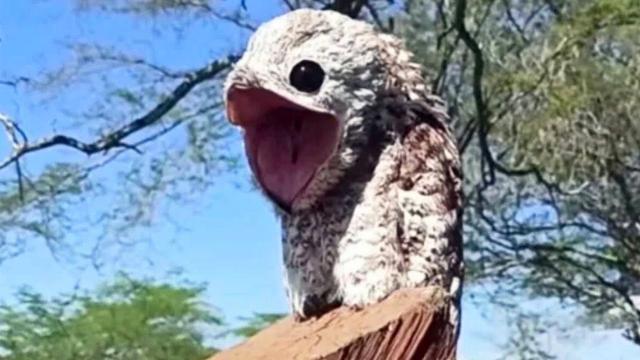 Woman Sees Strange Bird – But She Realizes Too Late What It Really Was !