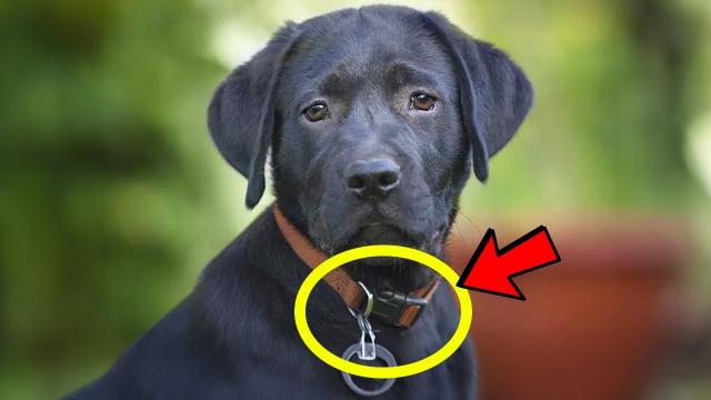 She Wanted to Adopt a Stray Dog But Found Something Strange on His Dog Collar