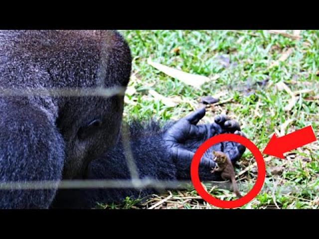 Gorilla Acts Strange And Avoids Staff, But Then They See His Hands