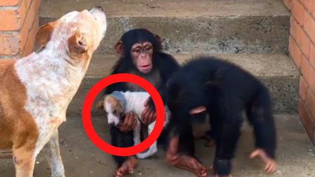 This Puppy Gets A Second Chance At Life At A Chimp Sanctuary