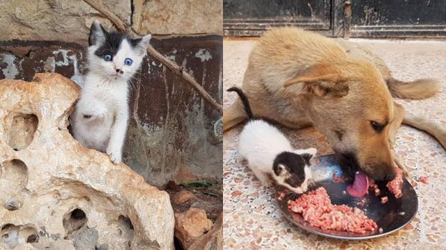 Orphan Kitten Meets Dog Who Lost Her Entire Litter  Becomes The Pup She Never Had