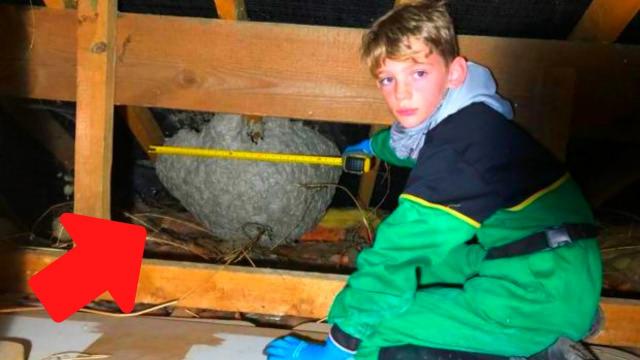 Father Finds Hornets Nest In Attic - Calls The Police When He Sees What’s Inside