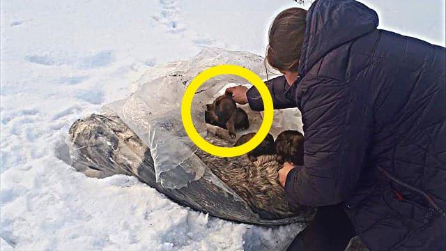 Family Tries To Help Frozen Dog, But Then Discovered Something Below !!