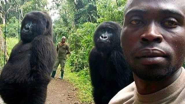 These Gorillas Take Better Selfies Than Any Influencer Can