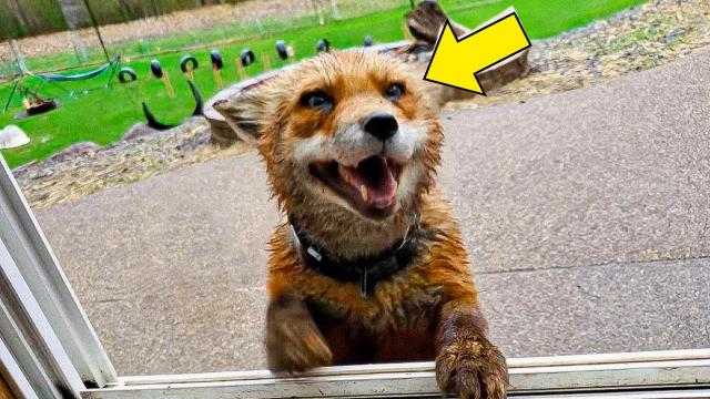After Their Boy Disappeared, Fox Knocks On Window Daily. Then Parents Follow It And Turn Pale!