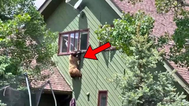 Woman Discovers Bear Climbing Into Neighbour’s House, Not Knowing It Was Her Fault