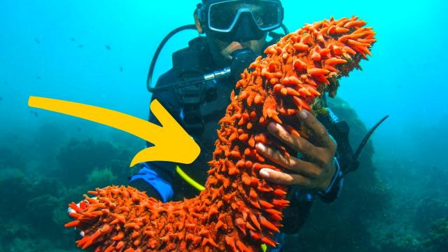 When This Man Caught A Sea Cucumber, His Stomach Flipped At What Was Hiding Inside