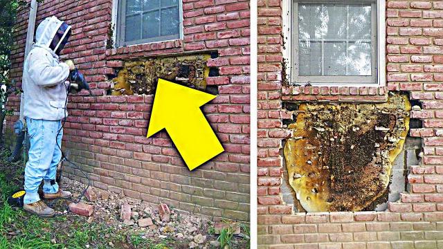 A Woman Heard Noises Coming From The Walls, Later She Realized What’s Making Them