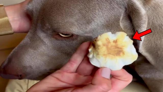 Woman Notices Strange Substance On Her Dog. When She Discovers What It Actually Is, She Turns Pale