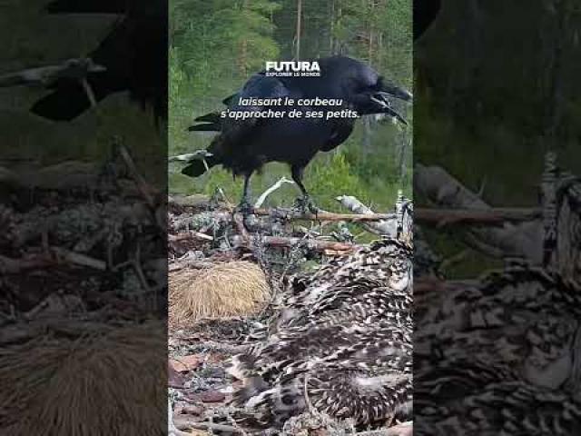 Un corbeau s’attaque à un nid de balbuzards pécheurs !