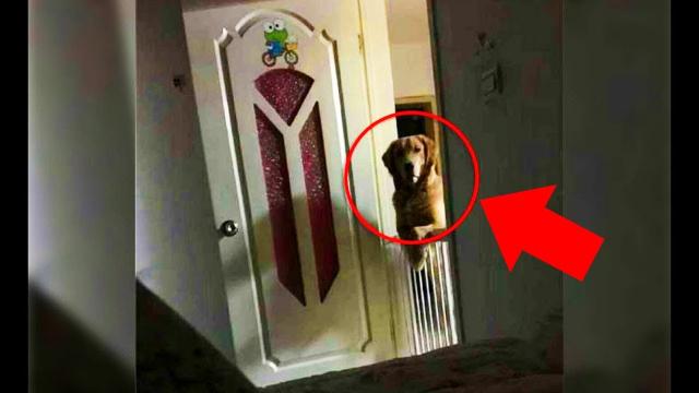 Man installs hidden camera to find out why his dog is watching him all night