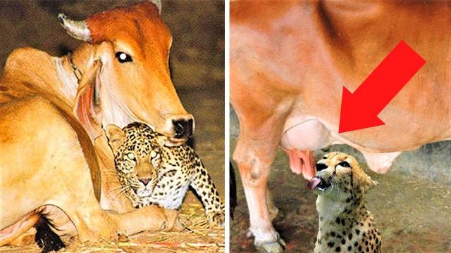 Farmer Set up a Hidden Camera to See Why This Leopard Visits His Farm Every Night !